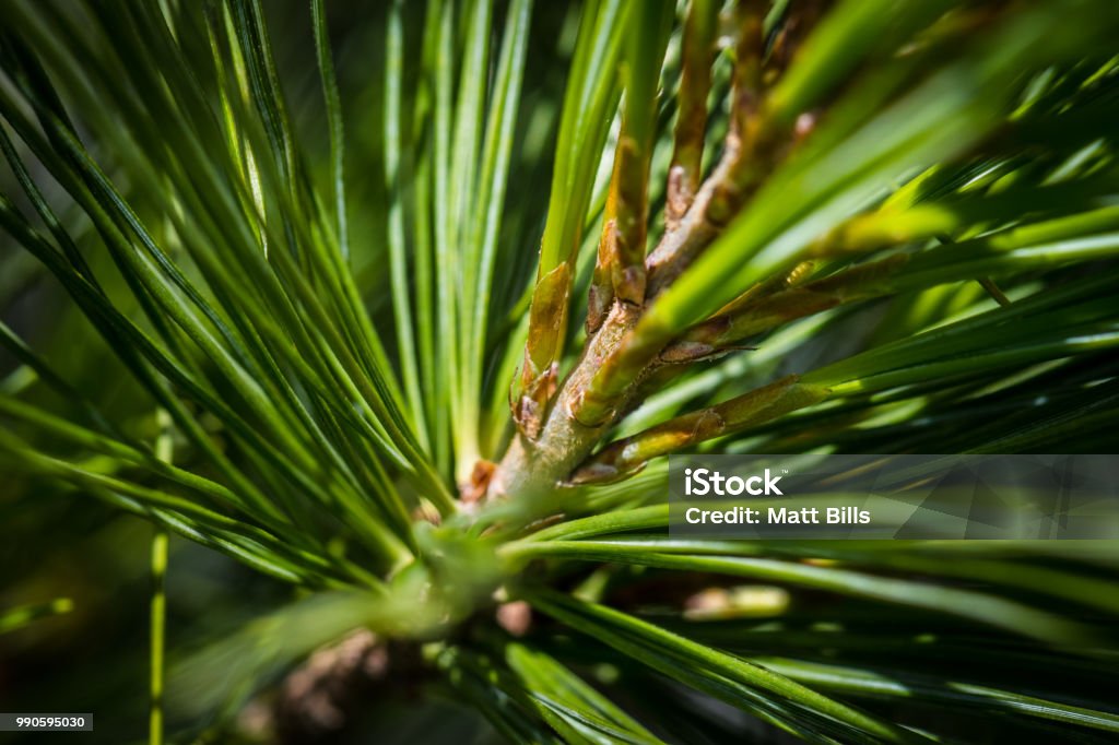 Macro Tree Needles Macro Tree Needles in Forest Close-up Stock Photo