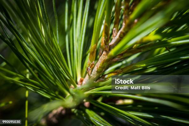 Macro Tree Needles Stock Photo - Download Image Now - Close-up, Pine Wood - Material, Coniferous Tree