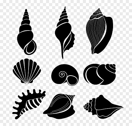 Vector illustration set of seashells silhouettes isolated on transparent background