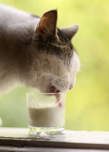 istock hungry cat drink milk from blue bowl lick his lips 990619584