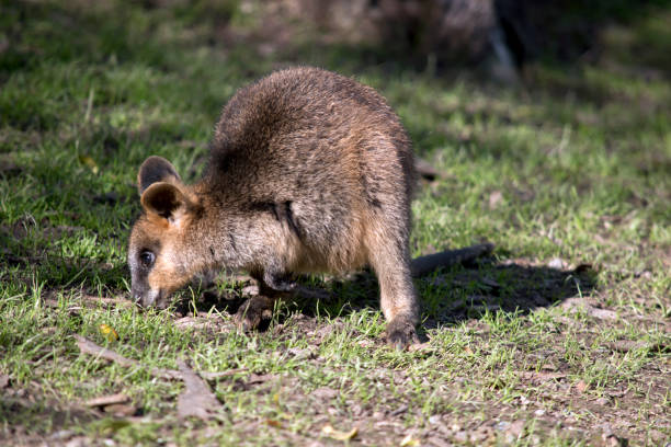 istock a swamp wallaby joey 990628138
