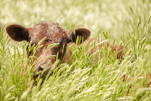 Cute calf lying down and hidden in a lush green pasture looking toward camera.