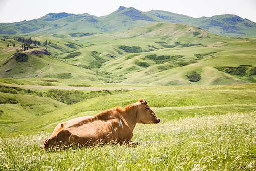 Pretty brown cow lying in lush pasture grass with Montana mountains in background.