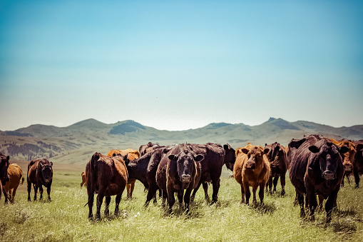 Small herd of Red and Black Angus cattle standing on pasture grass of a Montana ranch.