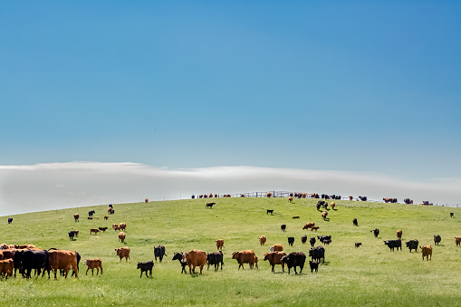 Cows grazing on a green grass hill under a clear sky