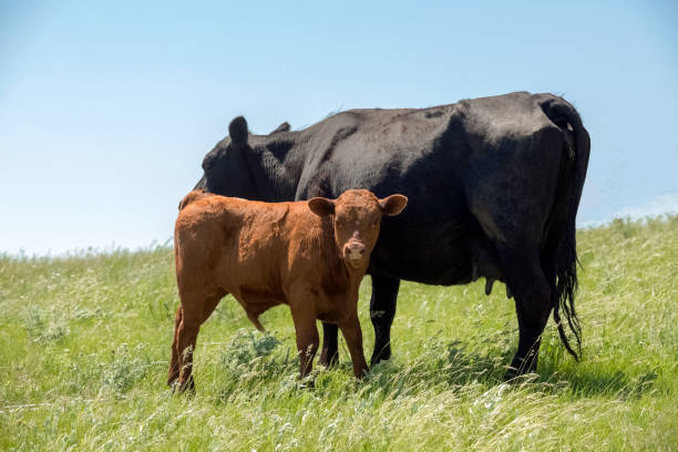 Black Angus cow and Red Angus Calf standing together on Montana ranch pasture grass.