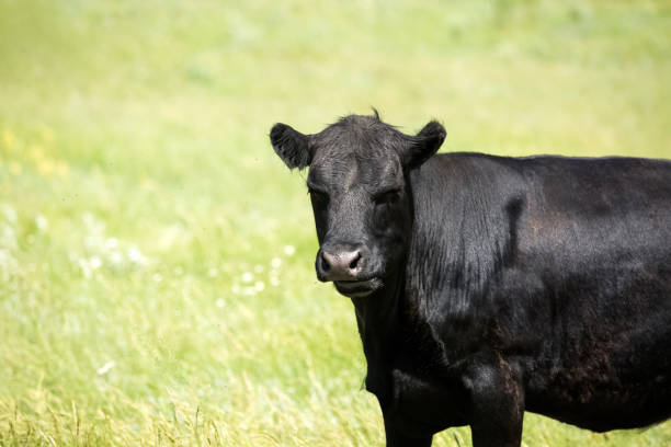 istock Black cow eyes closed and goofy expression. 990656546