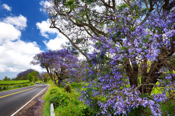 carbeautiful 보라색 능소화 나무 꽃이 피는 마우이 섬, 하와이의로 ��따라 - haleakala national park 뉴스 사진 이미지