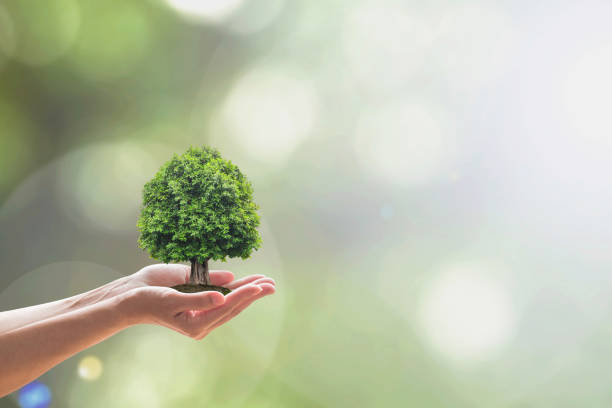 istock Sustainable environment, saving environmental ecosystem of forest, and go green concept with tree planting on volunteer's hands 990659598
