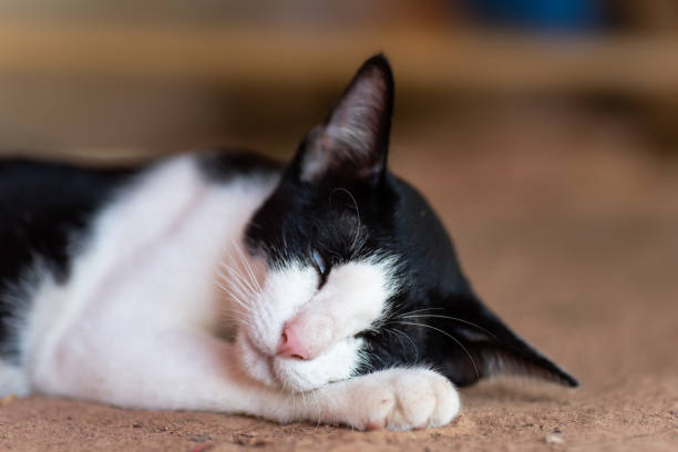 istock White and black cat sleeping on the ground 990666870