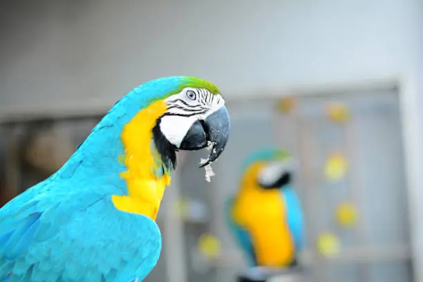 the blue and gold macaw with fraction on lips while eating some food in the bird store