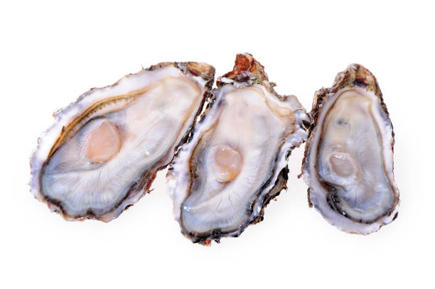 istock Fine de Claire Oysters Isolated on White background 990708014