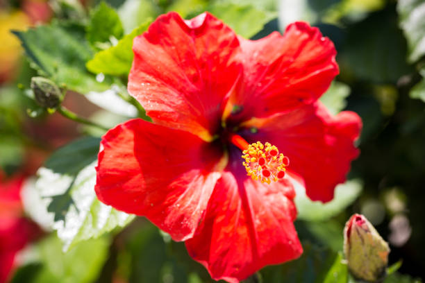 istock colorful flowers in the summer closeup 990714778