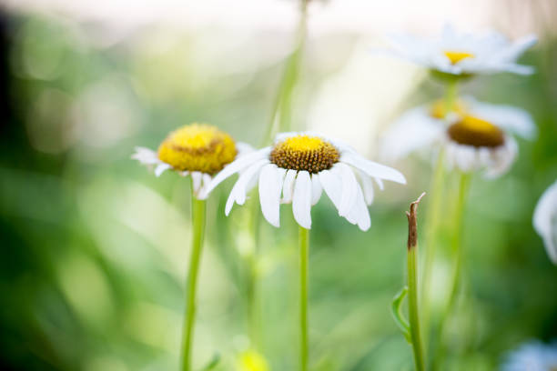 istock White daisies in the meadow, summertime outdoor background 990715248