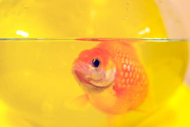 transparent round aquarium with goldfish isolated on white background