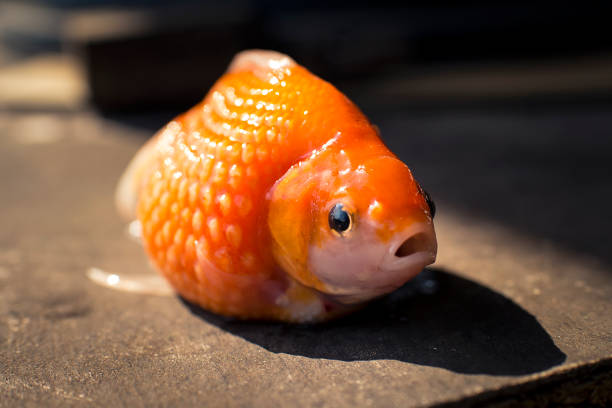 pearl scale goldfish is separated - freshwater pearl imagens e fotografias de stock