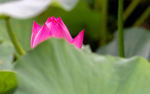 beauty of lotus pond