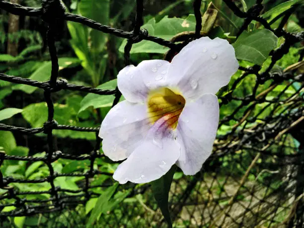 White flower isolated are beside the wire mesh fence.