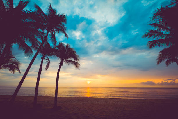 istock Silhouette of tropical beach 990733162