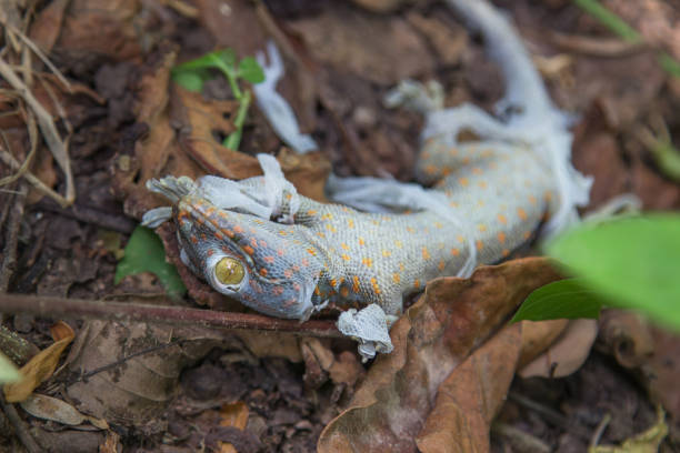 istock The gecko is moulting on the ground under the big tree. 990778298