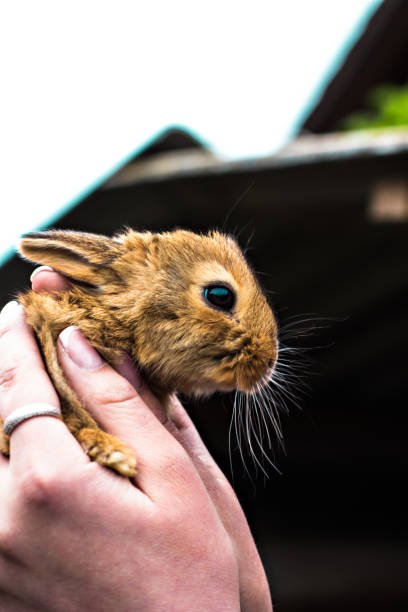 istock A funny little red-haired rabbit in female hands. 990784004