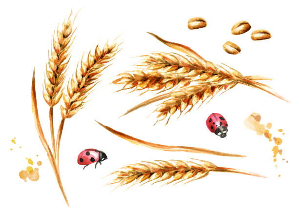 小麦や種の耳を設定します。��水彩の手描きイラスト、白い背景で隔離 - ladybug wheat nature insect点のイラスト素材／クリップアート素材／マンガ素材／アイコン素材