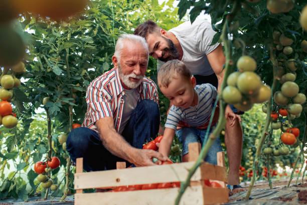abuelo, hijo y nieto de trabajo en invernadero - cosechar fotos fotografías e imágenes de stock