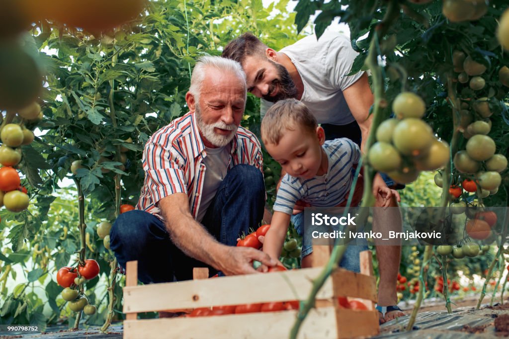 Nonno, figlio e nipote che lavorano in serra - Foto stock royalty-free di Famiglia