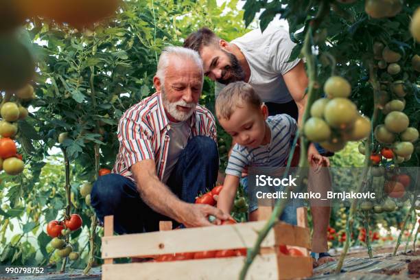 Grandfatherson And Grandson Working In Greenhouse Stock Photo - Download Image Now - Family, Multi-Generation Family, Vegetable Garden