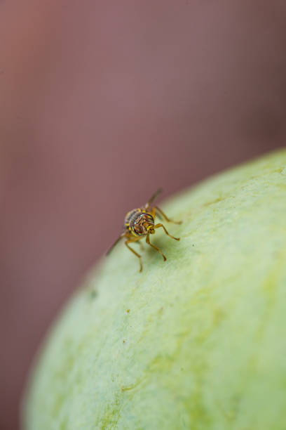 Fruit Fly's being attracted to rotting mango laying eggs in the soft tissue