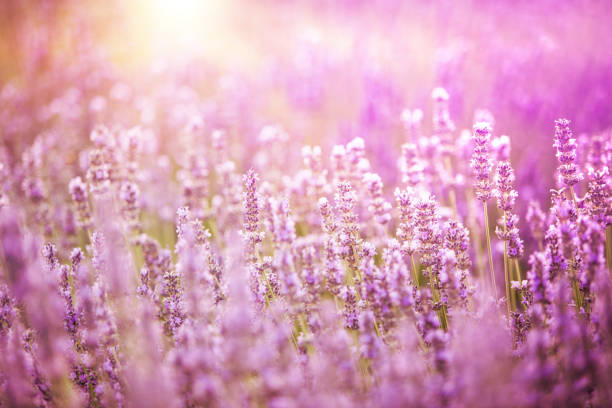 istock Lavender bushes closeup 990815296