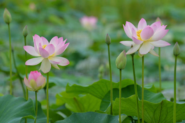 istock Lotus Flower Pond 990818186