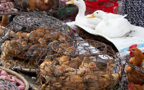 poules élevées en cage poulet en attente d’être vendu pour la nourriture - vietnam market asia bird photos et images de collection