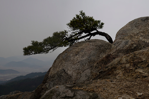 A pine tree on a rock of mountain