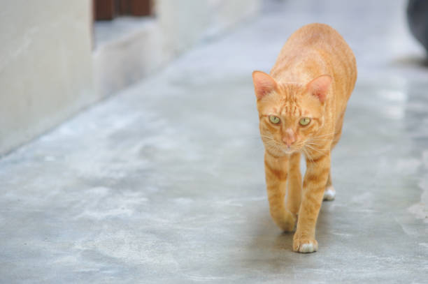 istock Ginger Cat On Street 990829970