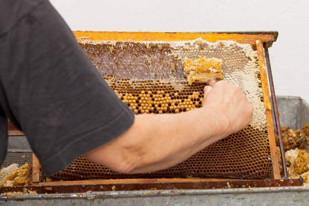 istock Fresh bee honey from honeycomb 990832558