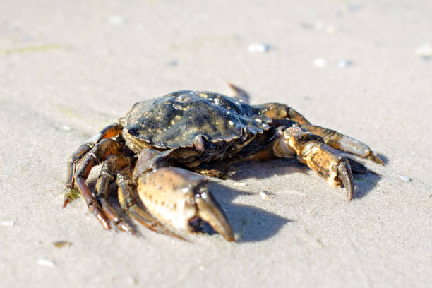 istock Sea crab on the shore. 990832960