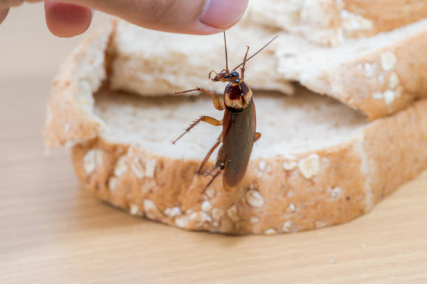 istock Close up of cockroach on a Whole wheat bread 990837476