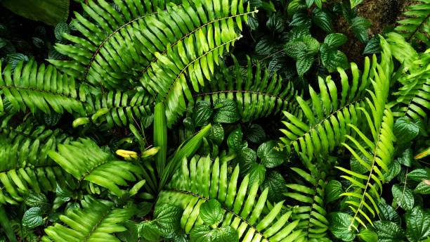 istock Vertical garden with tropical green leaf, contrast 990837592