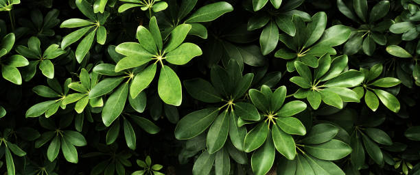 istock Vertical garden with tropical green leaf, contrast 990837656