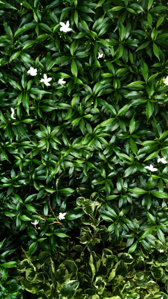 istock Vertical garden with tropical green leaf, contrast 990840090