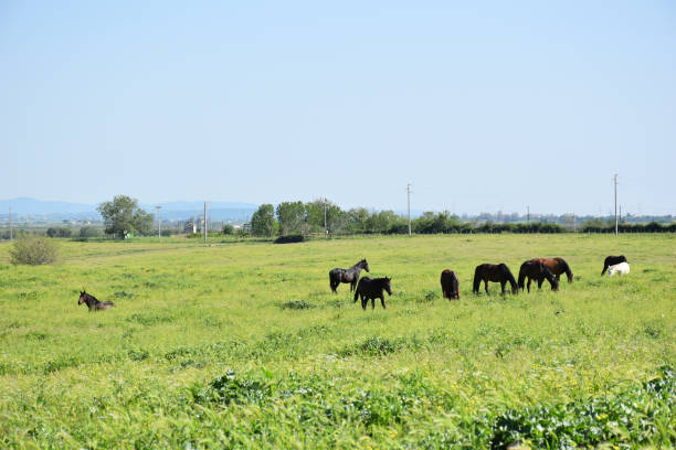 istock view of horses grazing 990840546