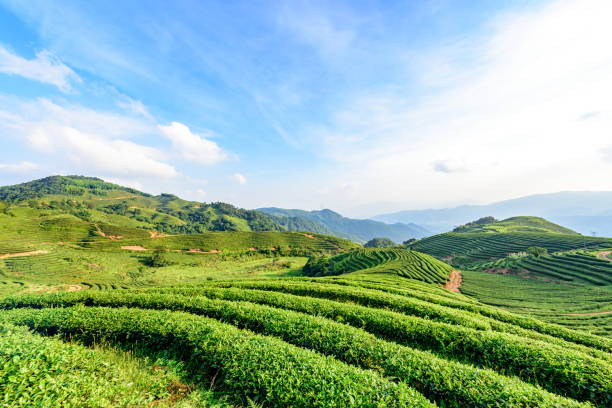 istock Tea plantation in China 990844116