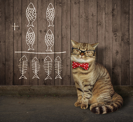 The smart cat in glasses and a red bow tie writes a mathematical equation on the wooden fence.