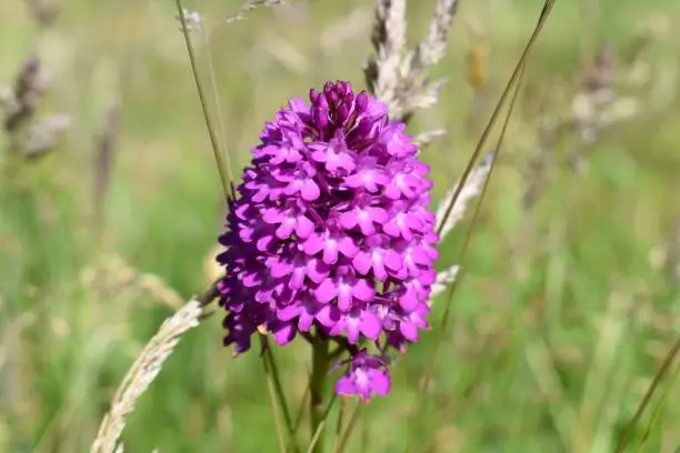 I came across this wild orchid starting to bloom in the English countryside