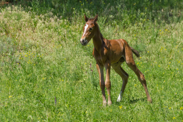istock Portrait of young curious and lonely foal on a spring pasture 990845280