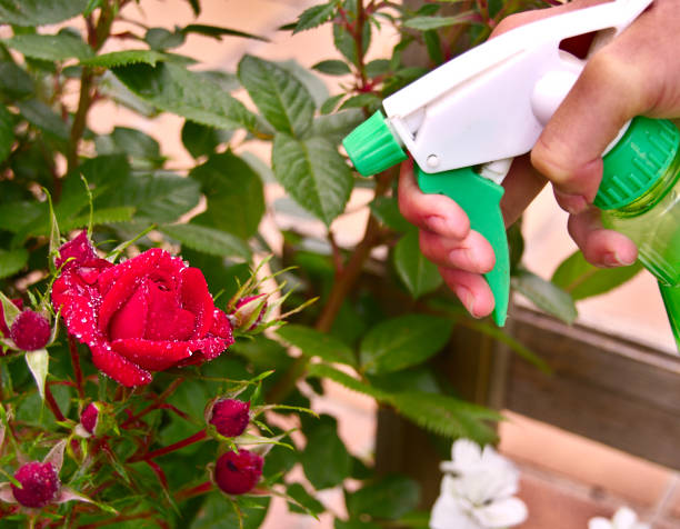 istock Green spray over red flower 990848252