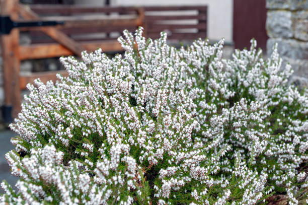 A bunch of Erica carnea, flowering subshrub plant also known as Springwood White, Winter Heath, Snow Heath, and Heather, with abundant small, urn-shaped, silvery white flowers and needle green foliage un montón de erica carnea, subarbusto de floración de la planta también conocido como springwood white, brezo de invierno, brezo de la nieve y brezos, con aguja verde follaje y abundantes flores blancas pequeñas, en forma de urna, plateados