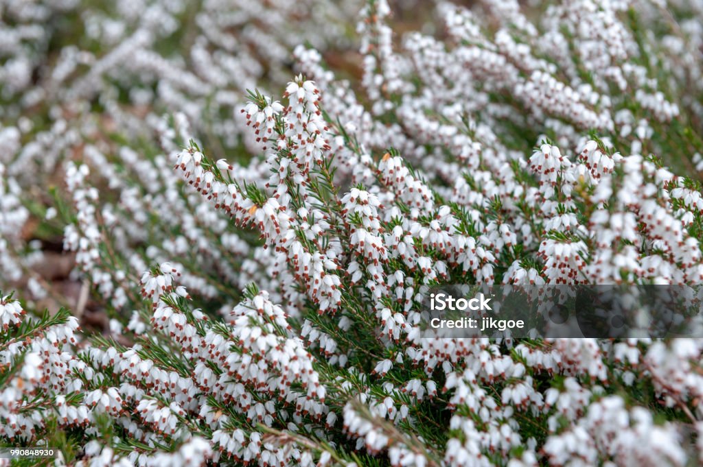A bunch of Erica carnea, flowering subshrub plant also known as Springwood White, Winter Heath, Snow Heath, and Heather, with abundant small, urn-shaped, silvery white flowers and needle green foliage White Color Stock Photo