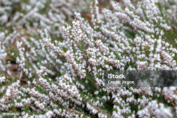 A Bunch Of Erica Carnea Flowering Subshrub Plant Also Known As Springwood White Winter Heath Snow Heath And Heather With Abundant Small Urnshaped Silvery White Flowers And Needle Green Foliage Stock Photo - Download Image Now